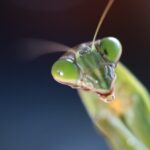 popup newsletter